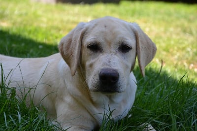 Les chiots de Labrador Retriever