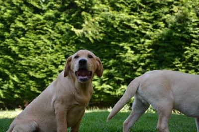 Les chiots de Labrador Retriever