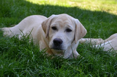 Les chiots de Labrador Retriever