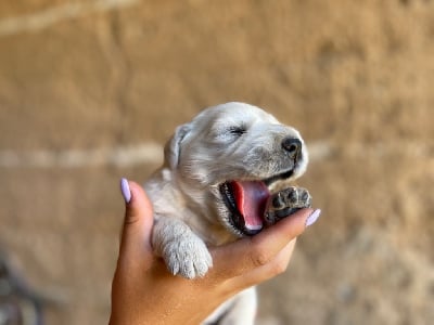 Les chiots de Golden Retriever