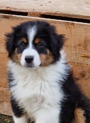 Les chiots de Berger Australien