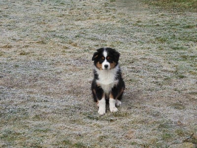 Les chiots de Berger Australien