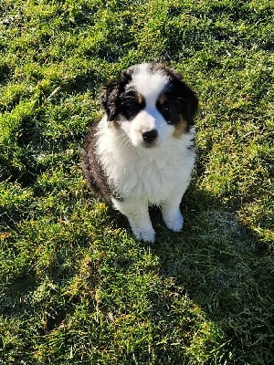 Les chiots de Berger Australien