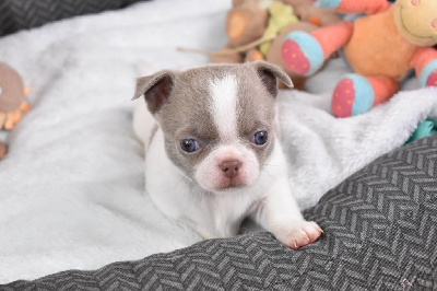 Les chiots de Chihuahua