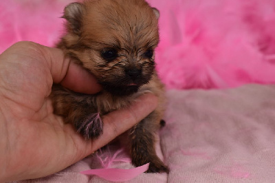 Les chiots de Spitz allemand