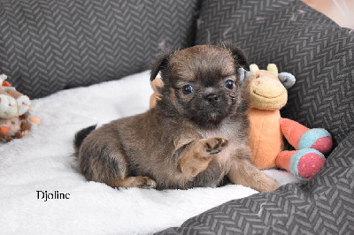 Les chiots de Chihuahua