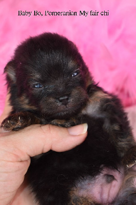 Les chiots de Spitz allemand