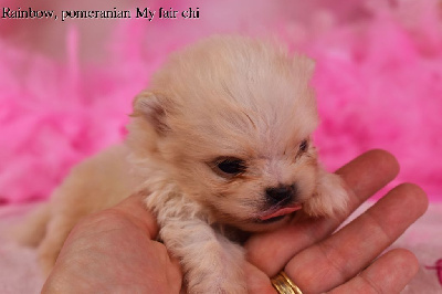 Les chiots de Spitz allemand