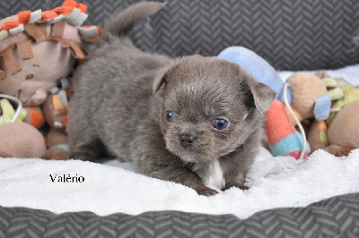 Les chiots de Chihuahua