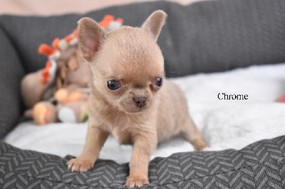 Chrome - Chihuahua