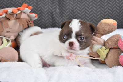 Les chiots de Chihuahua