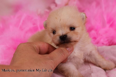 Les chiots de Spitz allemand