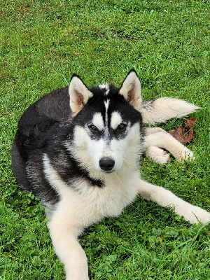 Les chiots de Siberian Husky