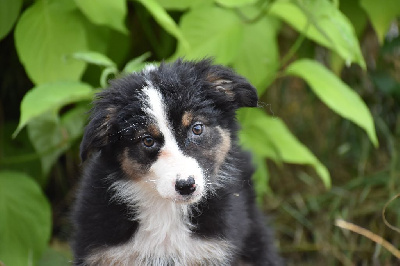 Les chiots de Berger Australien