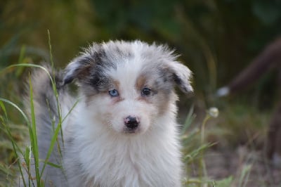 Les chiots de Berger Australien