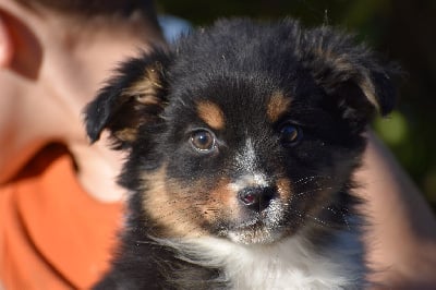 Les chiots de Berger Australien