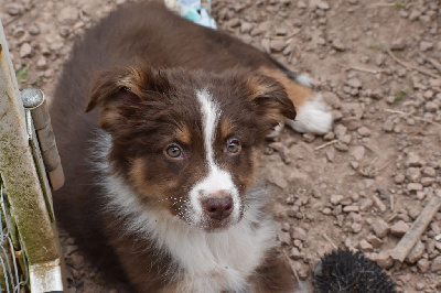 Les chiots de Berger Australien