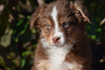 Les chiots de Berger Australien