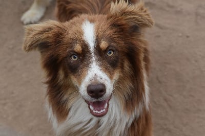 Les chiots de Berger Australien