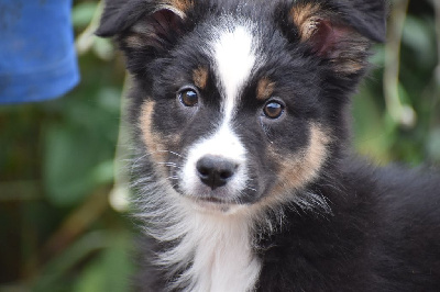 Les chiots de Berger Australien