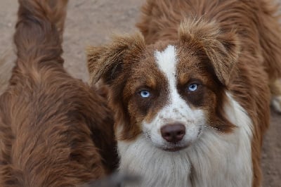 Les chiots de Berger Australien