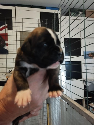 Les chiots de Boxer