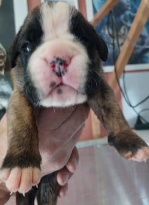 Les chiots de Boxer