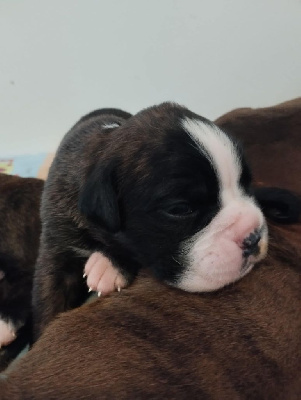 Les chiots de Boxer