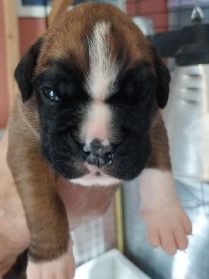 Les chiots de Boxer