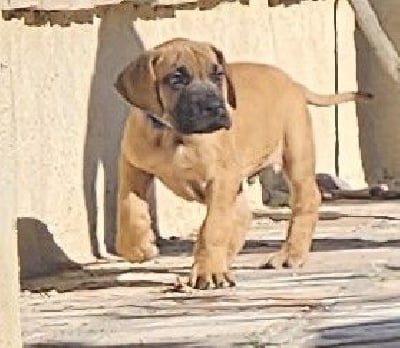 Les chiots de Dogue allemand