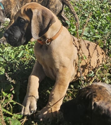 Les chiots de Dogue allemand