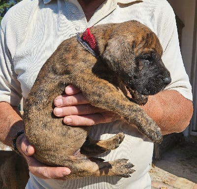 Les chiots de Dogue allemand