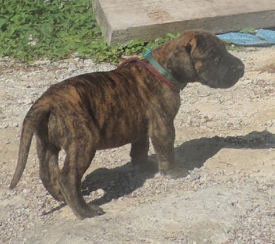 Les chiots de Dogue allemand