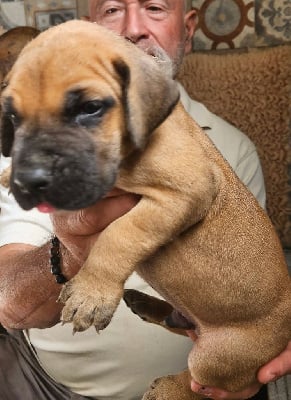 Les chiots de Dogue allemand