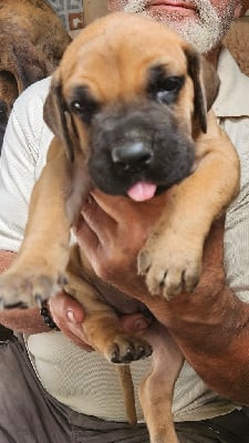 Les chiots de Dogue allemand