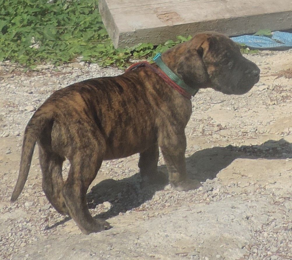 CHIOT 5 - Dogue allemand