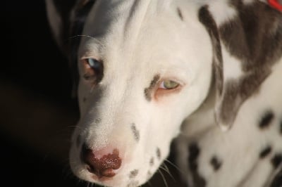 Les chiots de Dalmatien