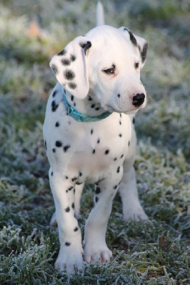 Les chiots de Dalmatien