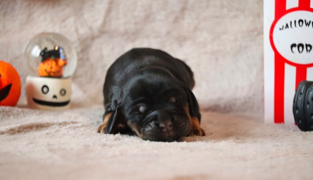 Mâle noir et feu - Cocker Spaniel Anglais