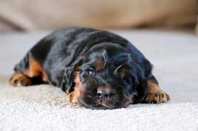 Les chiots de Cocker Spaniel Anglais