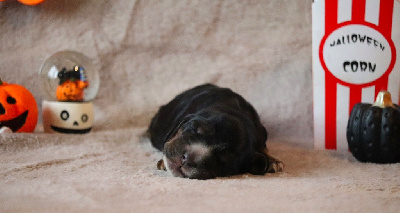 Femelle noire et feu - Cocker Spaniel Anglais