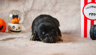 Mâle noir et feu - Cocker Spaniel Anglais