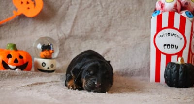 Les chiots de Cocker Spaniel Anglais