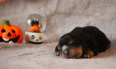 Femelle noire et feu - Cocker Spaniel Anglais