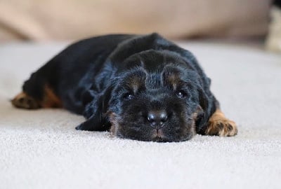 Les chiots de Cocker Spaniel Anglais