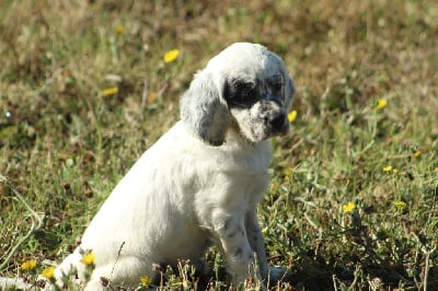 Les chiots de Setter Anglais