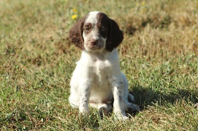 Les chiots de Setter Anglais