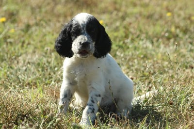 Les chiots de Setter Anglais