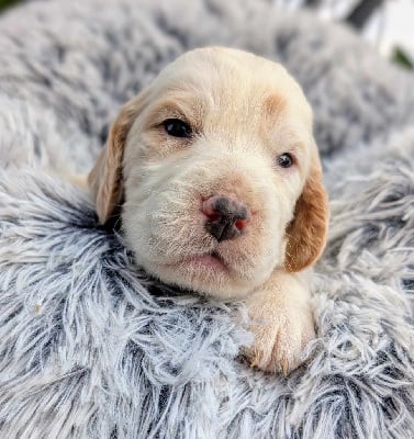 Les chiots de Setter Anglais