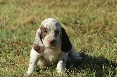 Les chiots de Setter Anglais